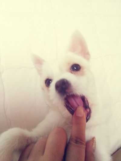 Se Al (Three kibbles)