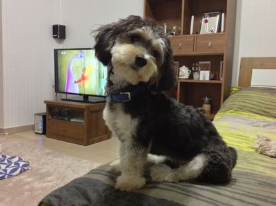 Mushroom (now "Stanley")
