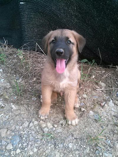 Puppy boy