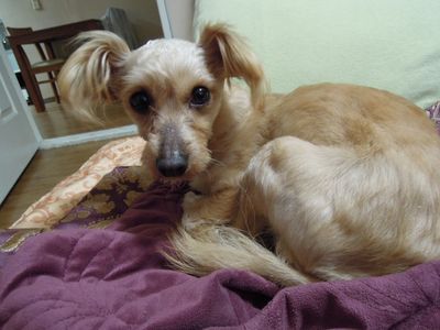 Peanut