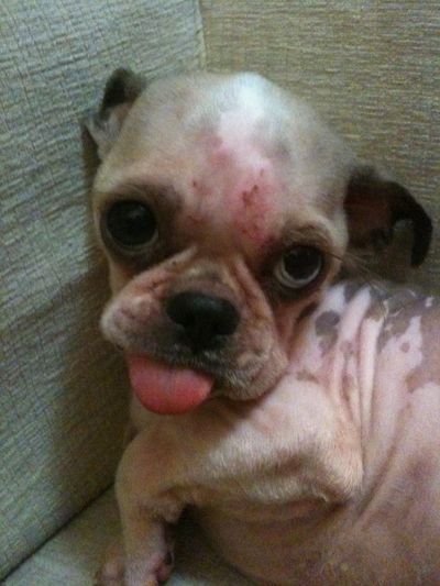 Uggie