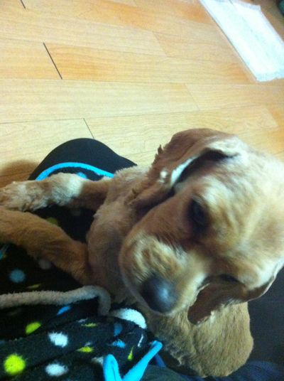 Clover (Lady Kate)