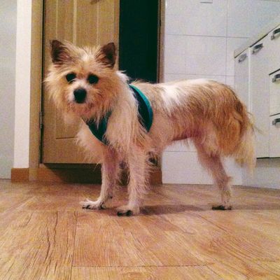 Lola (formerly Gideon)
