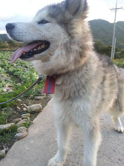 Marley
