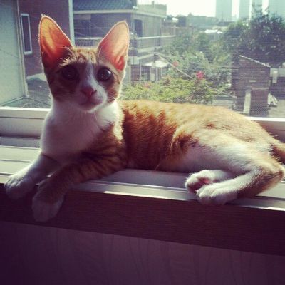 Mogwai (formerly Boots)