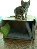 Helping a Stray Cat or Dog