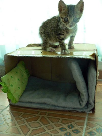 Helping a Stray Cat or Dog