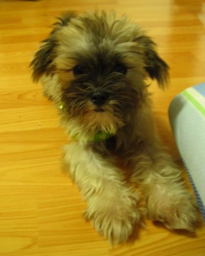 Buttercup