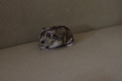 Pedro
