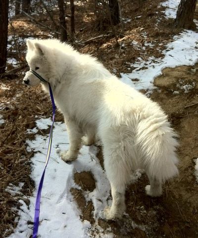 ERIK THE SAMOYED, or SMILING 북극곰 ~