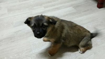 Babble Bean (puppy 7)