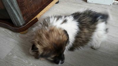 Goobler (puppy 2)