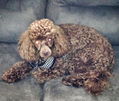 Teddy *URGENT*
