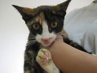 Pearl(Ruby's kitten)(수애)
