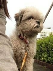 MIA (the Littlest Hobo)
