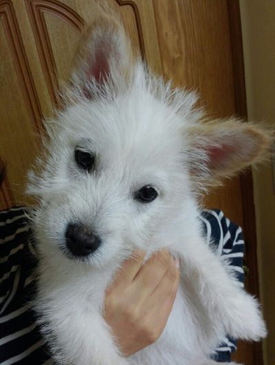 Toby
