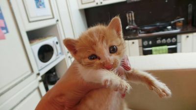Ginger