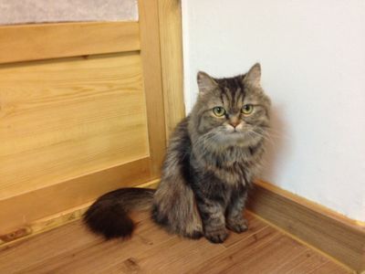Arong, the Beautiful Mama Cat