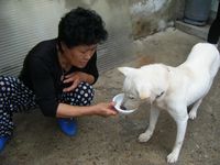 Woman gives water to Jindo dog
