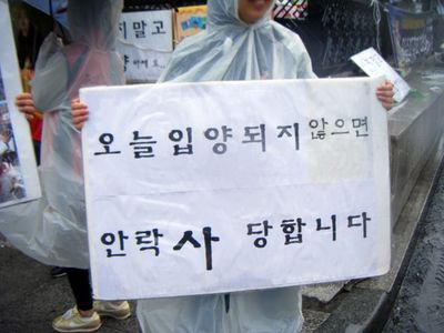 Seeking Happiness for Abandoned Animals: Lucky, Lulu, and the Itaewon Adoption Campaign