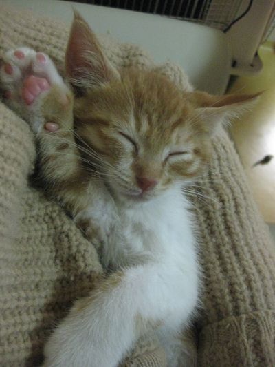 VASYA. A kitten becomes a cat, and a cat is for life!
