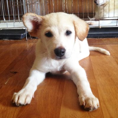 Scout