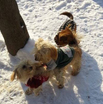 Three dogs in a mountain