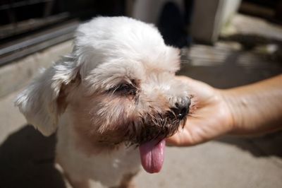 Small white dog gets pats
