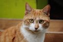 Alternatives to Adopting a Pet: Ways to Help an Animal If You Can't Provide a Forever Home