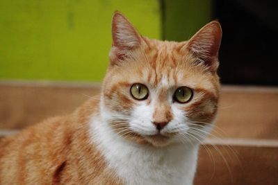 Alternatives to Adopting a Pet: Ways to Help an Animal If You Can't Provide a Forever Home