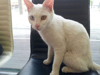 Golden Eye( Turkish Angora)