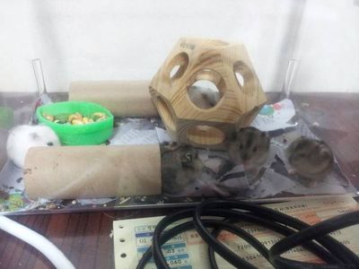 5 Adorable Baby Hamsters