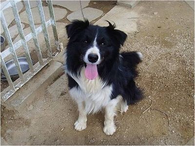 Brandy, a gorgeous border collie!