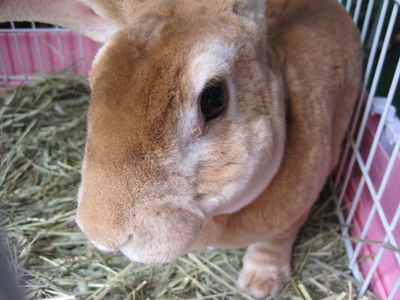 Bun Bun