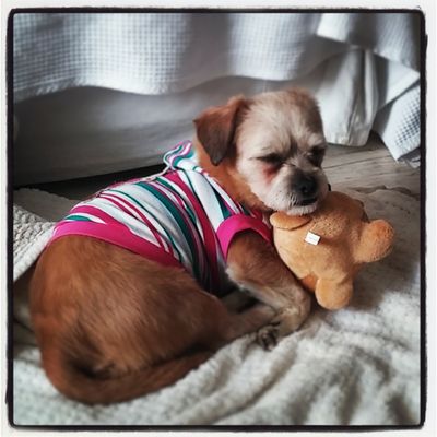 Gummi Bear (Cheonan River Pup)
