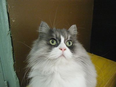 Purl (pronounced Pearl)
