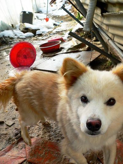 Korean Phrases for Helping Chained Dogs