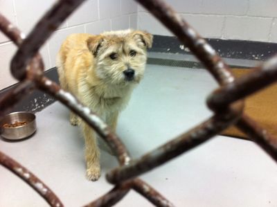 Karmie - A shy girl looking for a second chance!