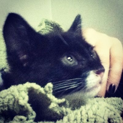 Teeny Tiny Black Kitten