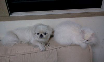 Harlow