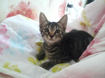 Meow