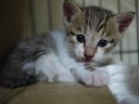 Peanut(땅콩이)