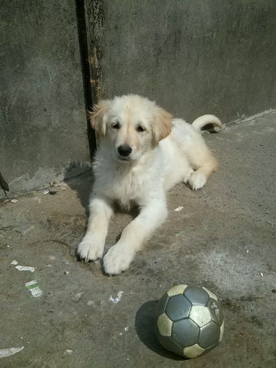 Mika