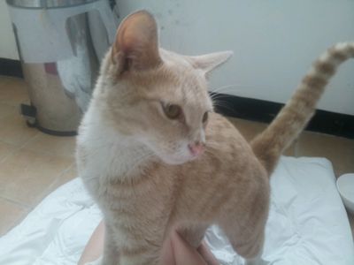 Mr. Peaches