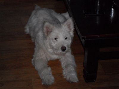 Lulu