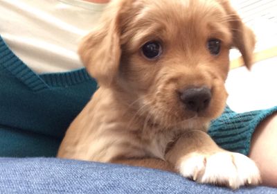 Bosley (Daisy's pup)