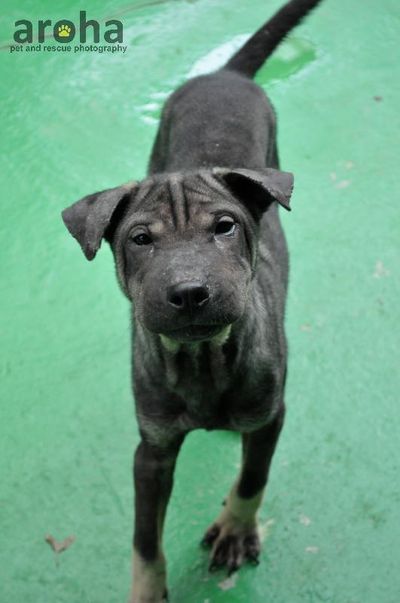 Bamboo The Shar Pei. He’s ready for the chance to be part of a loving family.