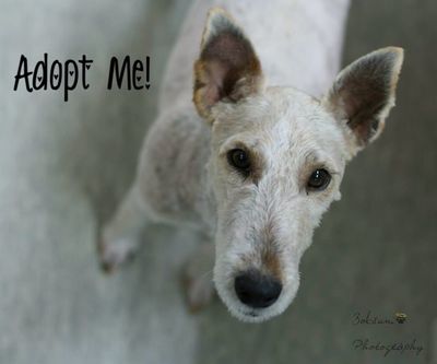 Lovely Lady (fox terrier)