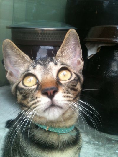 Tyson