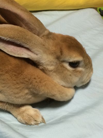 Potato